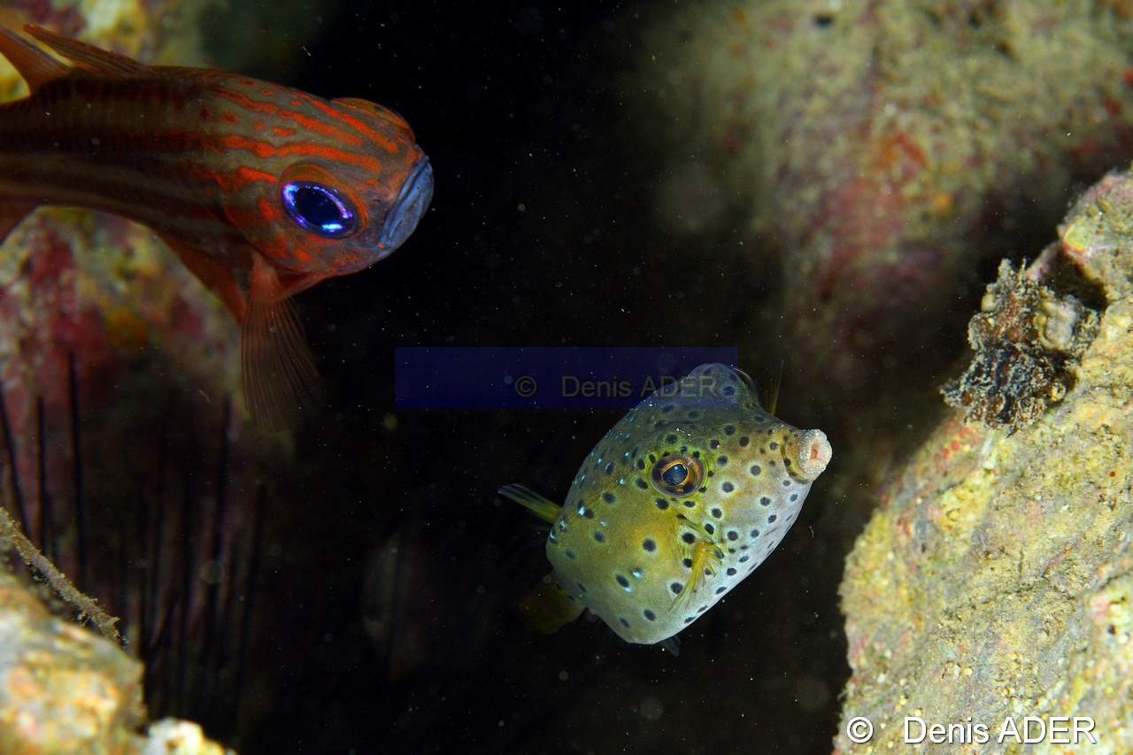 Apogon compressus Ostracion cubicus-Pasar wajo Mandarin city-11m-20180602nuit-Denis-ADER-DSC_3478_tn.jpg